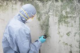 Best Mold Damage Restoration  in Basile, LA